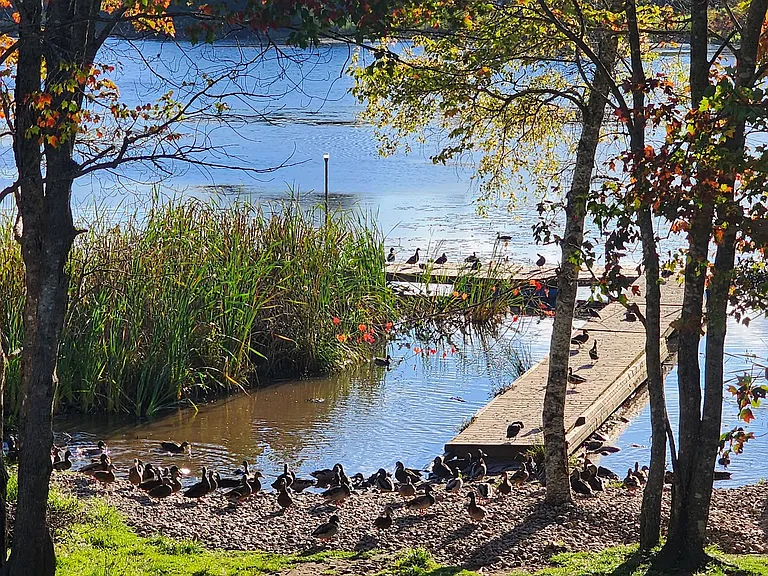 The Duck Chalet photo 1